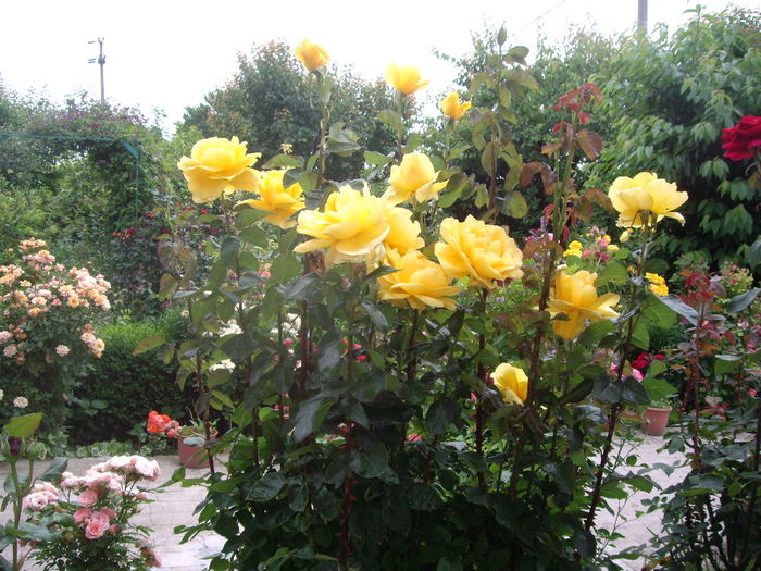 IMGP9503 - flori si trandafiri -2016