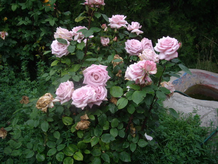 IMGP9507 - flori si trandafiri -2016