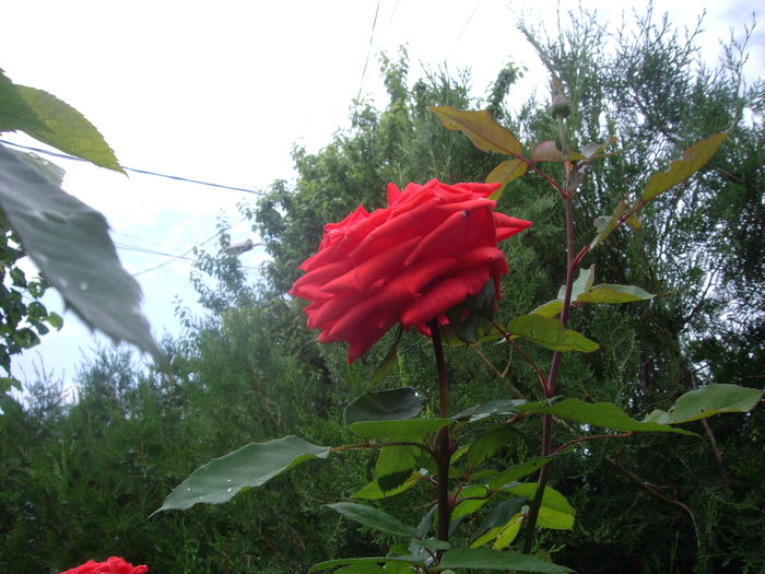 IMGP9511 - flori si trandafiri -2016