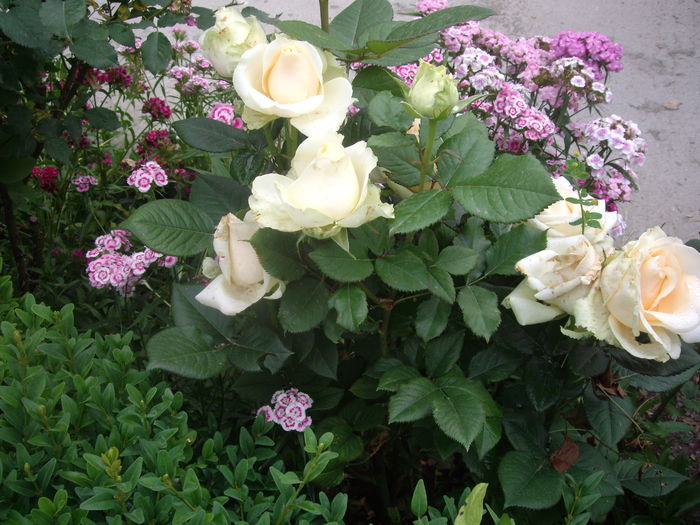 IMGP9513 - flori si trandafiri -2016