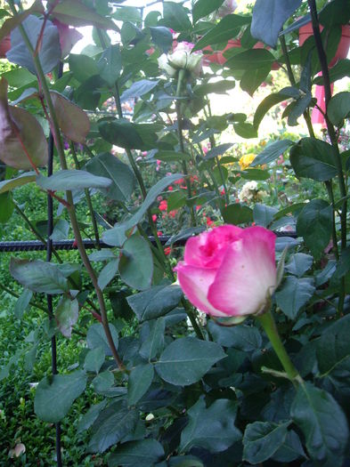 IMGP9523 - flori si trandafiri -2016