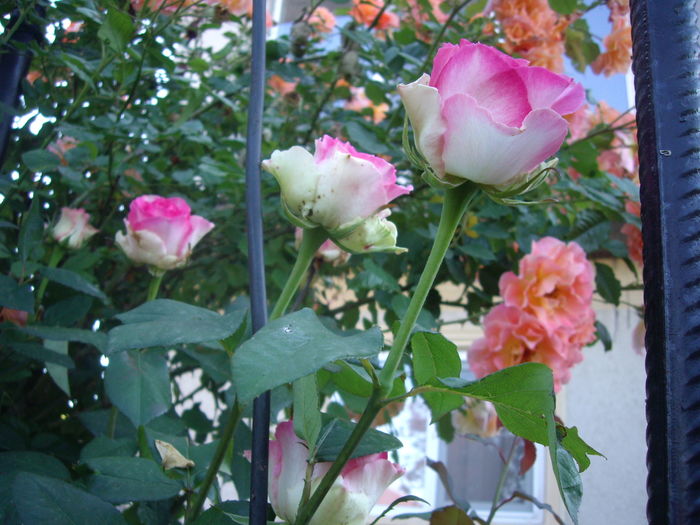 IMGP9524 - flori si trandafiri -2016