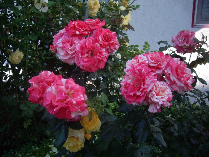 IMGP9529 - flori si trandafiri -2016