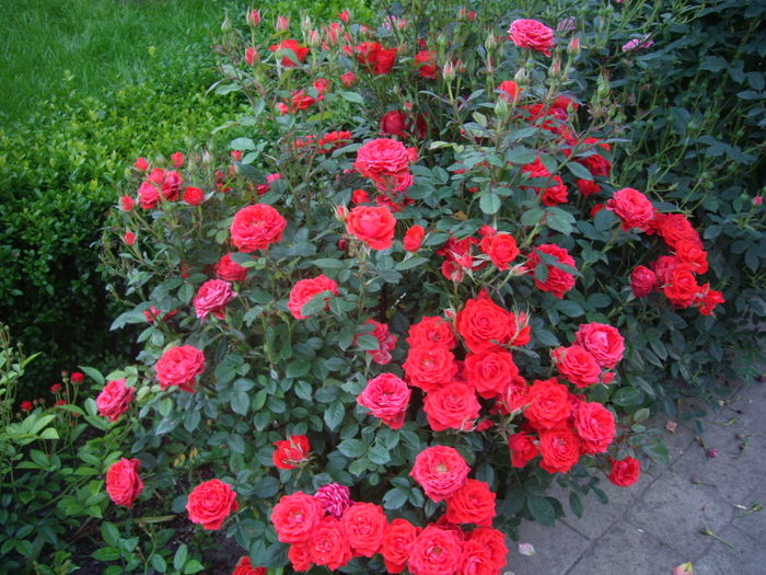 IMGP9531 - flori si trandafiri -2016