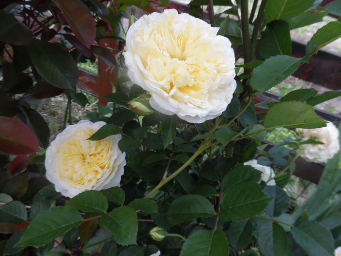 255 - 2016 Flori si Trandafiri