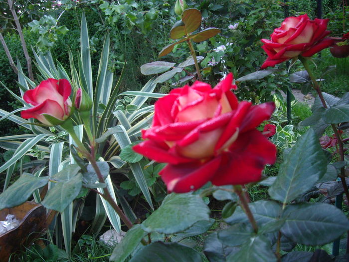 IMGP9538 - flori si trandafiri -2016