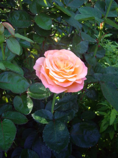 IMGP9546 - flori si trandafiri -2016
