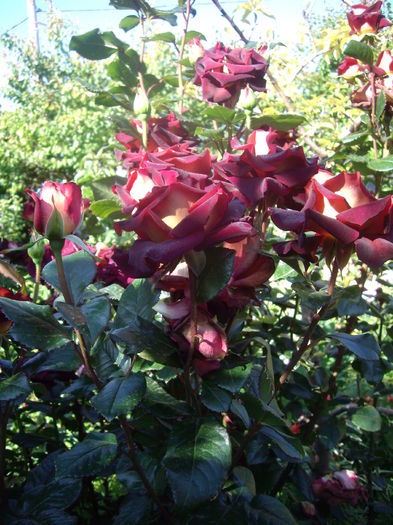 IMGP9554 - flori si trandafiri -2016