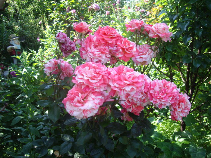 IMGP9556 - flori si trandafiri -2016