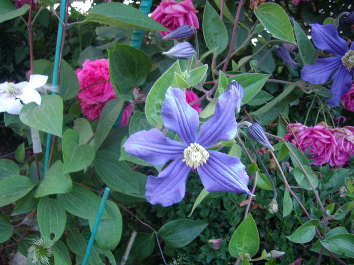 IMGP9559 - flori si trandafiri -2016
