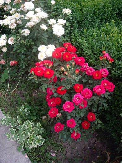 IMGP9564 - flori si trandafiri -2016