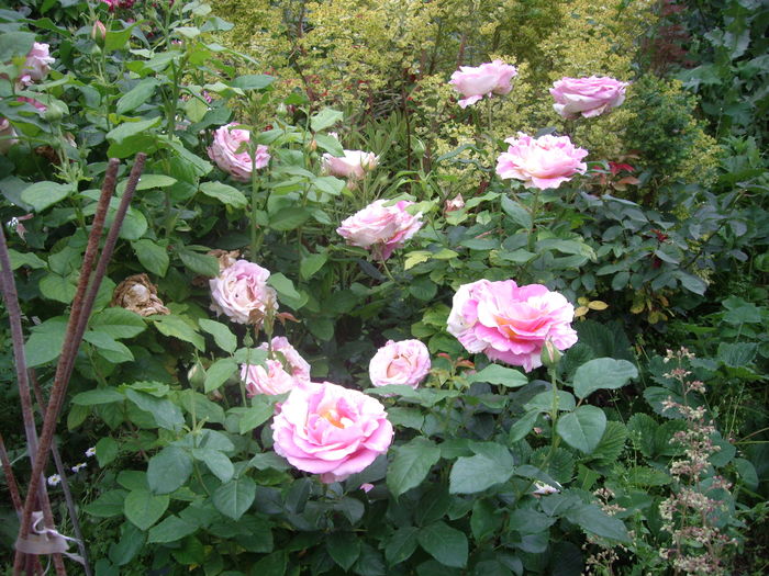 IMGP9571 - flori si trandafiri -2016