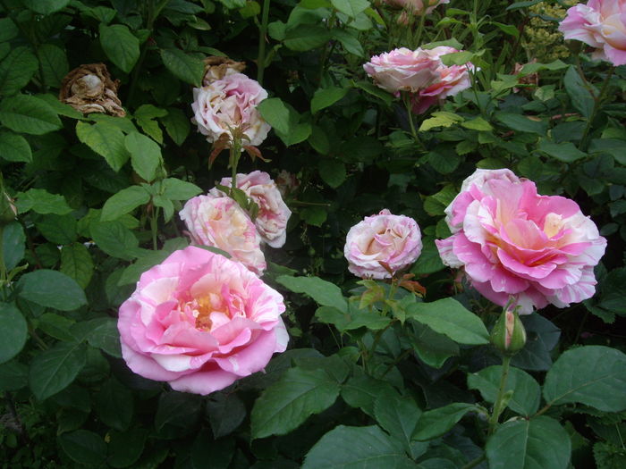 Claude Monet - flori si trandafiri -2016