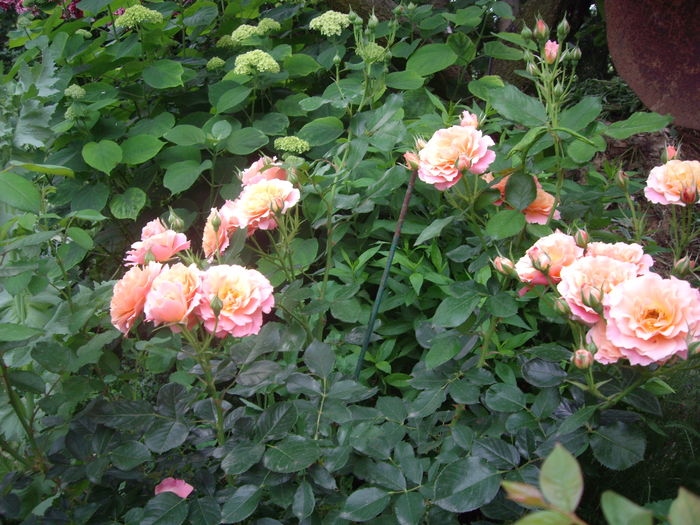 IMGP9588 - flori si trandafiri -2016