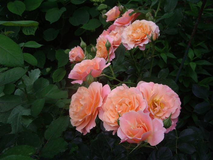 IMGP9589 - flori si trandafiri -2016