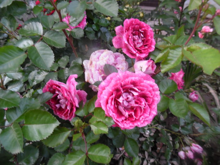 267 - 2016 Flori si Trandafiri
