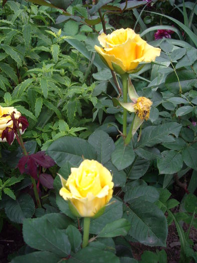 IMGP9599 - flori si trandafiri -2016