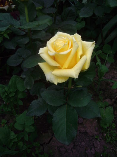 IMGP9600 - flori si trandafiri -2016