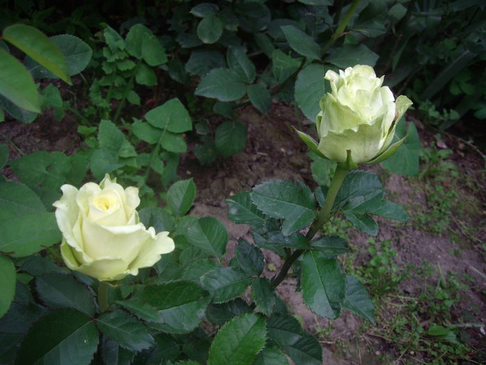 IMGP9603 - flori si trandafiri -2016