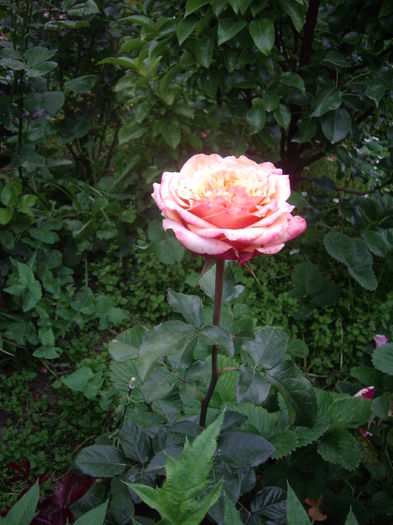 IMGP9605 - flori si trandafiri -2016