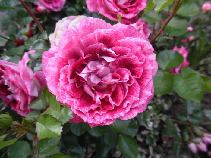 268 - 2016 Flori si Trandafiri