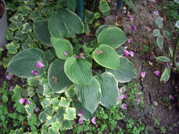 IMGP9617 - flori si trandafiri -2016