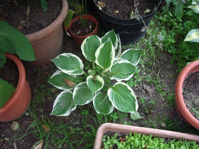 IMGP9619 - flori si trandafiri -2016