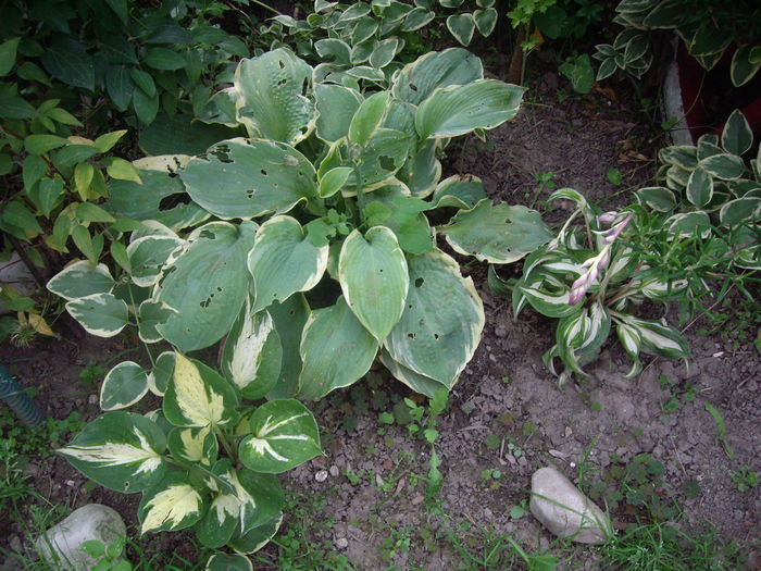 IMGP9620 - flori si trandafiri -2016