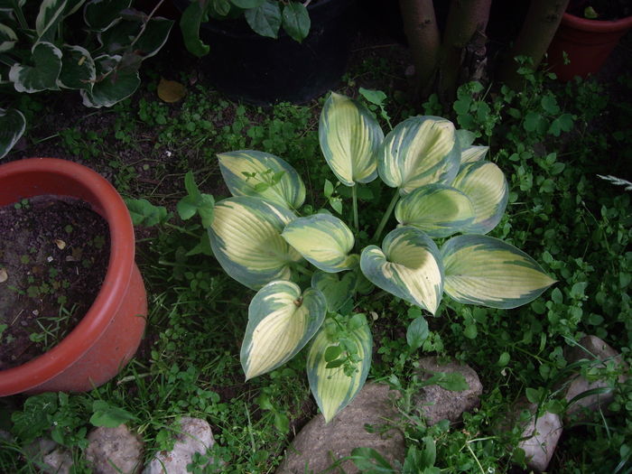 IMGP9621 - flori si trandafiri -2016