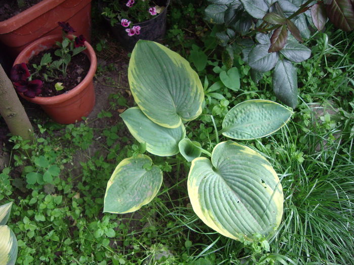 IMGP9622 - flori si trandafiri -2016