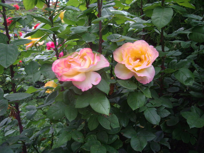 IMGP9633 - flori si trandafiri -2016