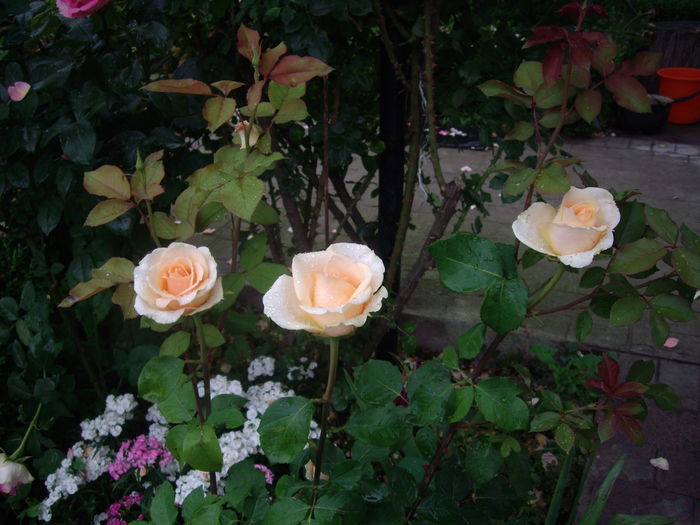 IMGP9637 - flori si trandafiri -2016