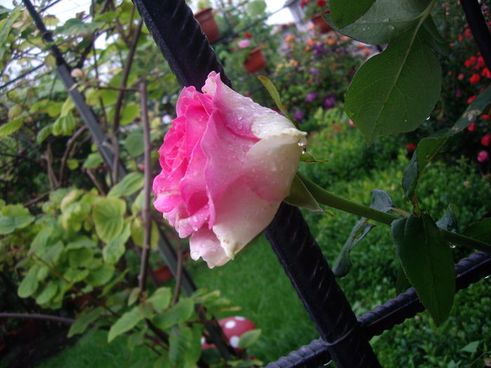 IMGP9642 - flori si trandafiri -2016