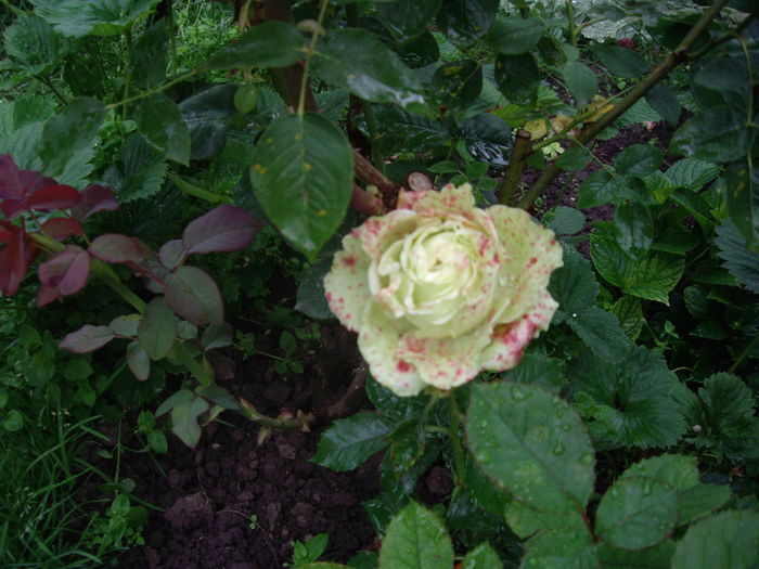 IMGP9652 - flori si trandafiri -2016