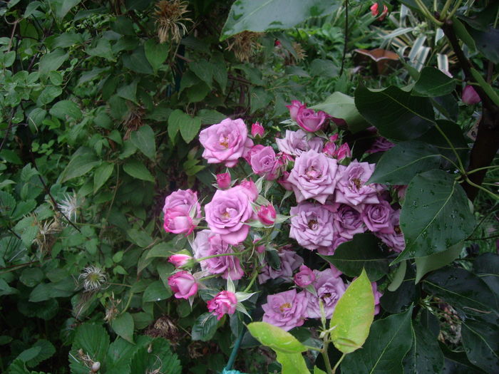 nr.9-miniatura-helen - flori si trandafiri -2016