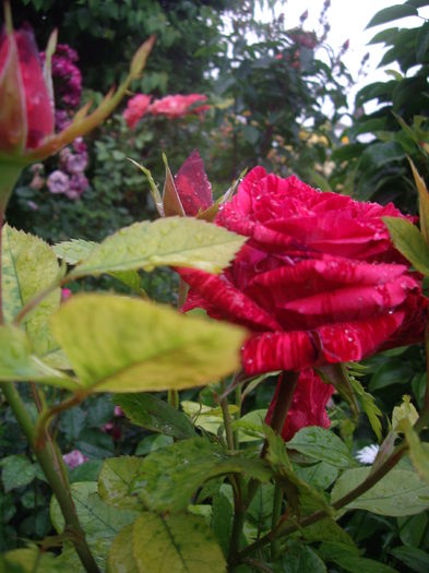 Red Intuition - flori si trandafiri -2016