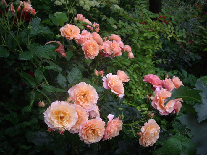 IMGP9663 - flori si trandafiri -2016