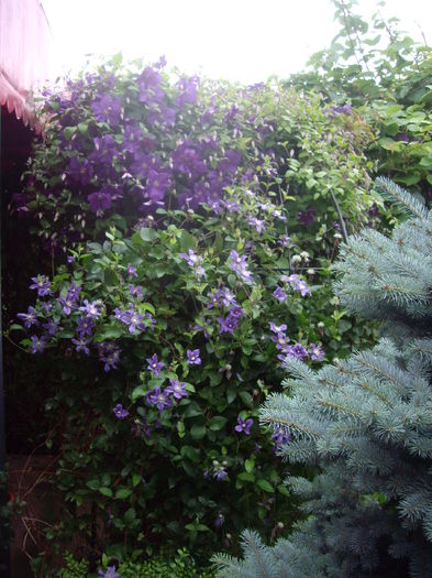 IMGP9683 - flori si trandafiri -2016