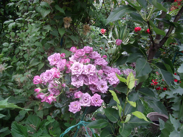 IMGP9708 - flori si trandafiri -2016