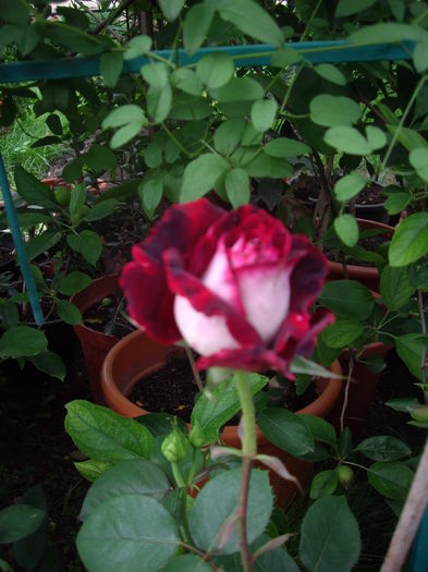 IMGP9709 - flori si trandafiri -2016