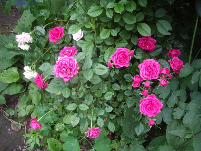 IMGP9720 - flori si trandafiri -2016