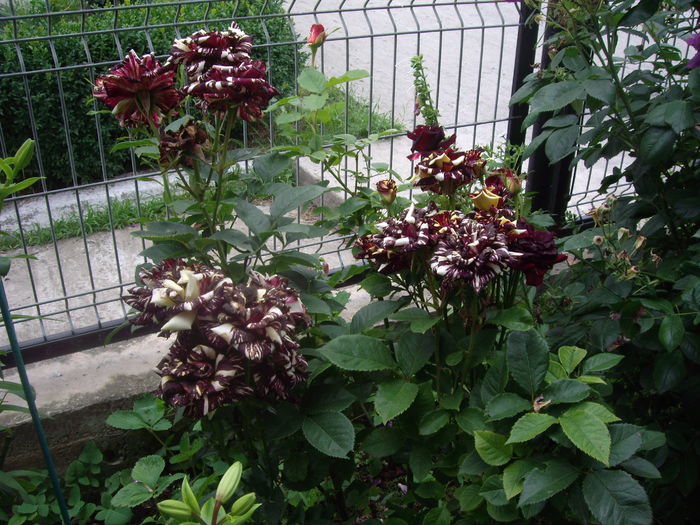 IMGP9740