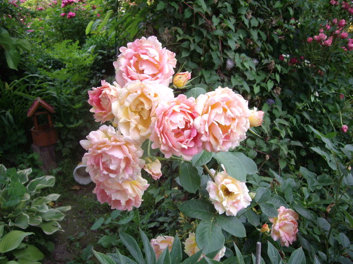 Rose de Cisterciens