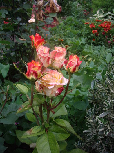 IMGP9742