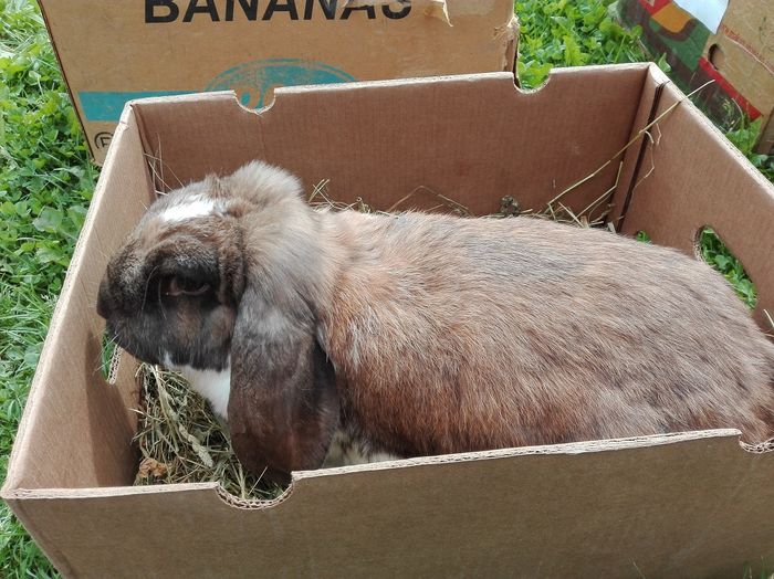 femela thuring mantulat