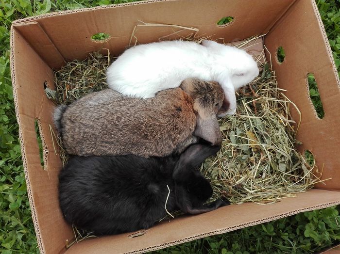 din cuiburi diferite