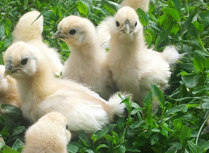 matase japoneza alba; puiuti din data de 24 mai , un pic mai marisori
