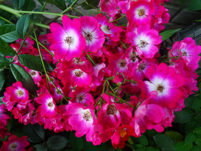 DSC00445 - Red Ballerina