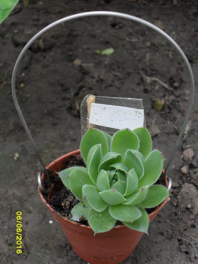 Sempervivum tectorium - Cactusi si suculente