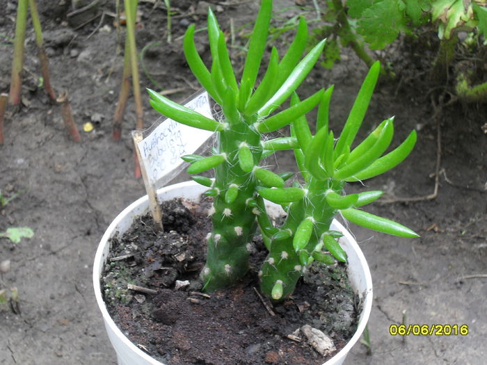 Austrocylindropuntia subulata - Cactusi si suculente